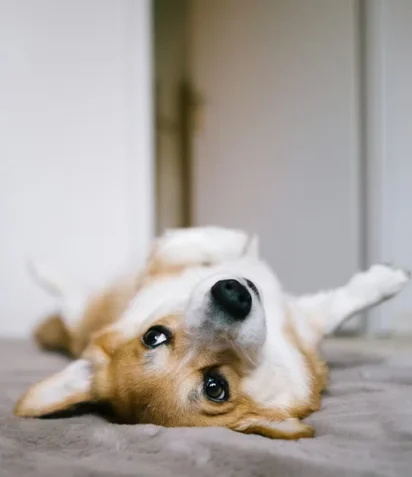Rug Cleaning Process